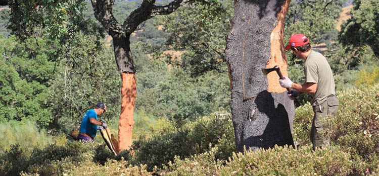 AGAR0209 Actividades auxiliares en aprovechamientos forestales