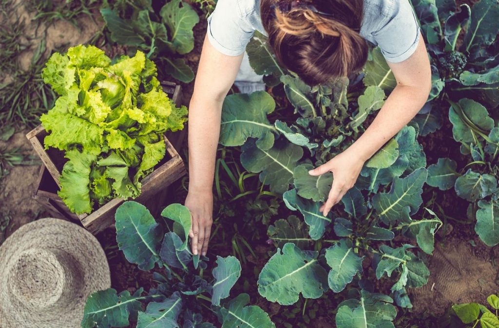 agricultura de conservacion
